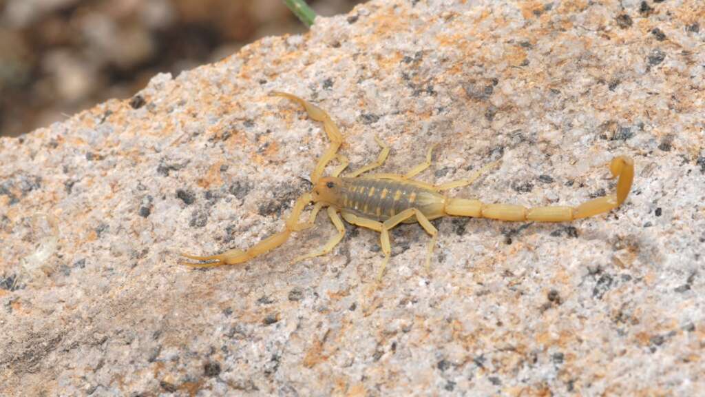Bark scorpion in Tucson AZ