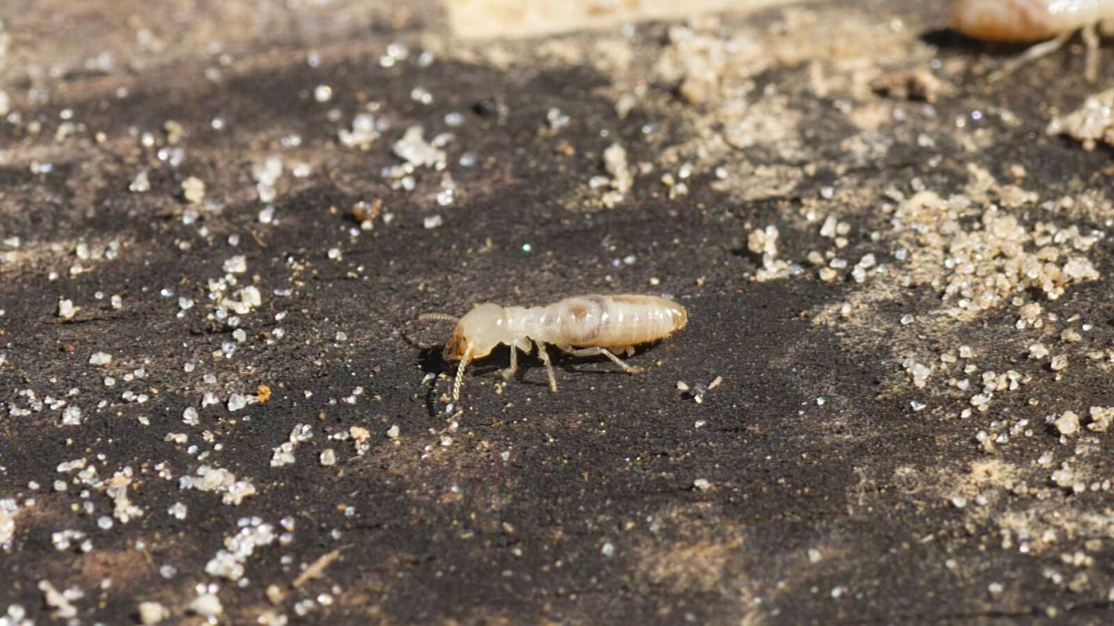 Subterranean termite