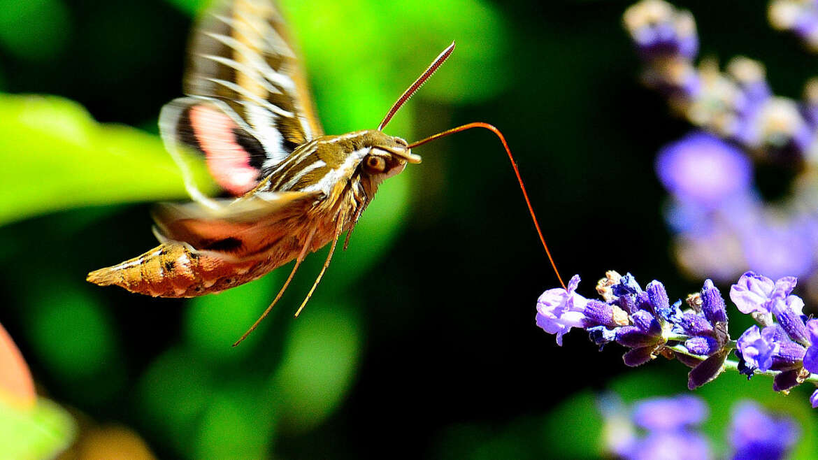 get rid of moths in arizona