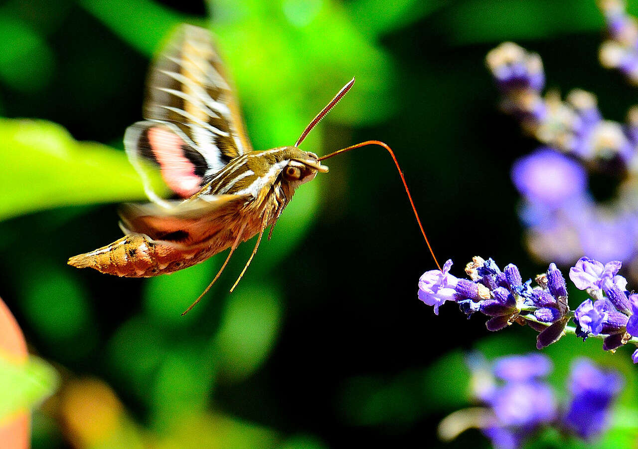 get rid of moths in arizona