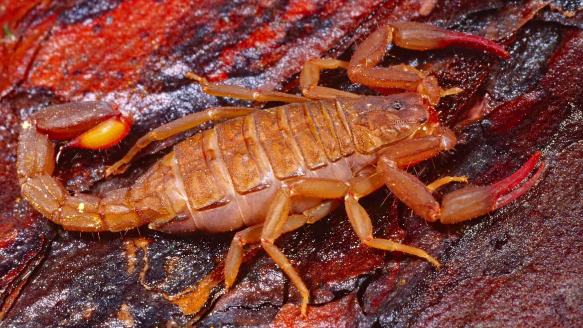 How to get rid of scorpions in Tucson