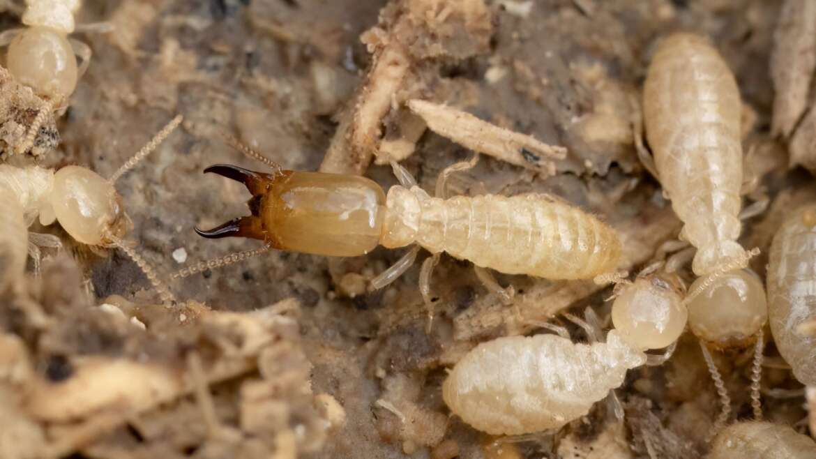 How to get rid of termites in Tucson AZ