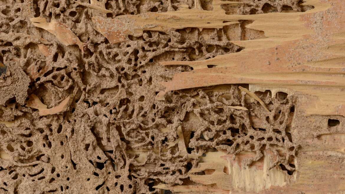 Termite damage in Tucson