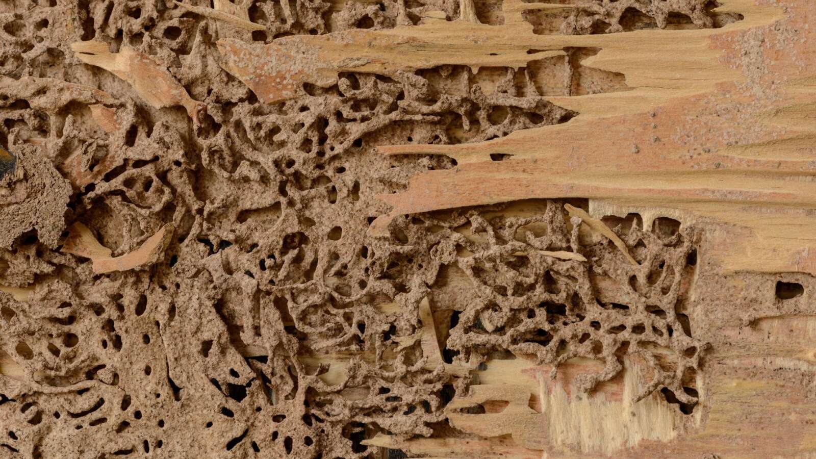 Termite damage in Tucson