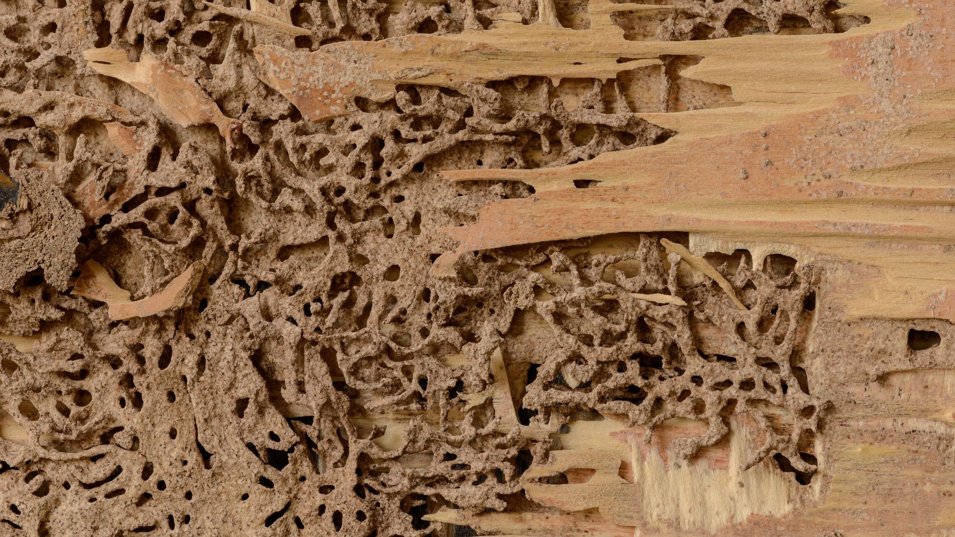 Termite damage in Tucson