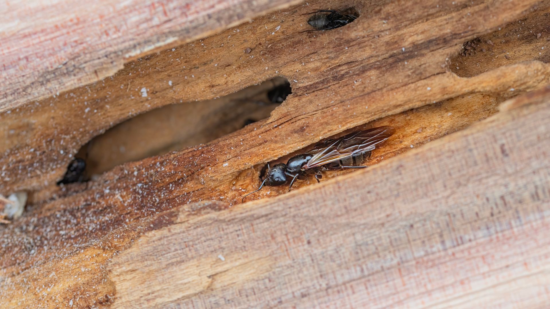 Winged carpenter ant in Tucson