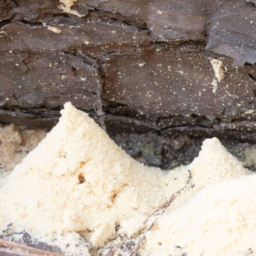 Carpenter ant sawdust