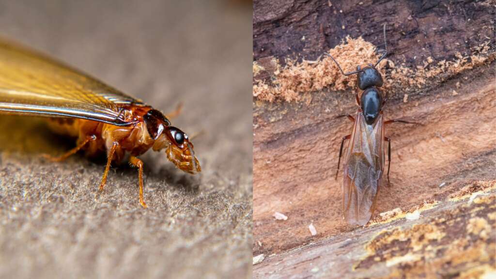 Flying ant vs termite swarmer