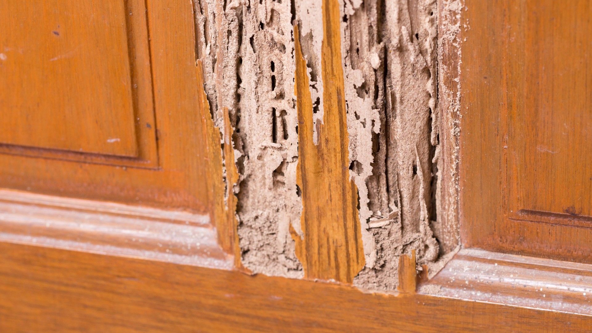 Termite cabinet damage
