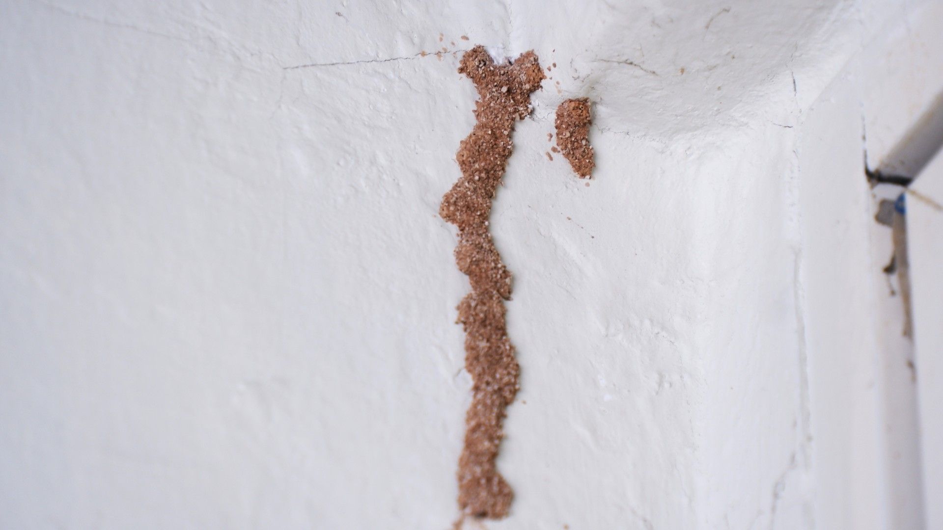 Termite tubes