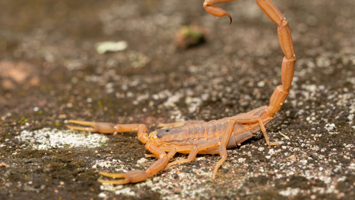 Bark scorpion stings