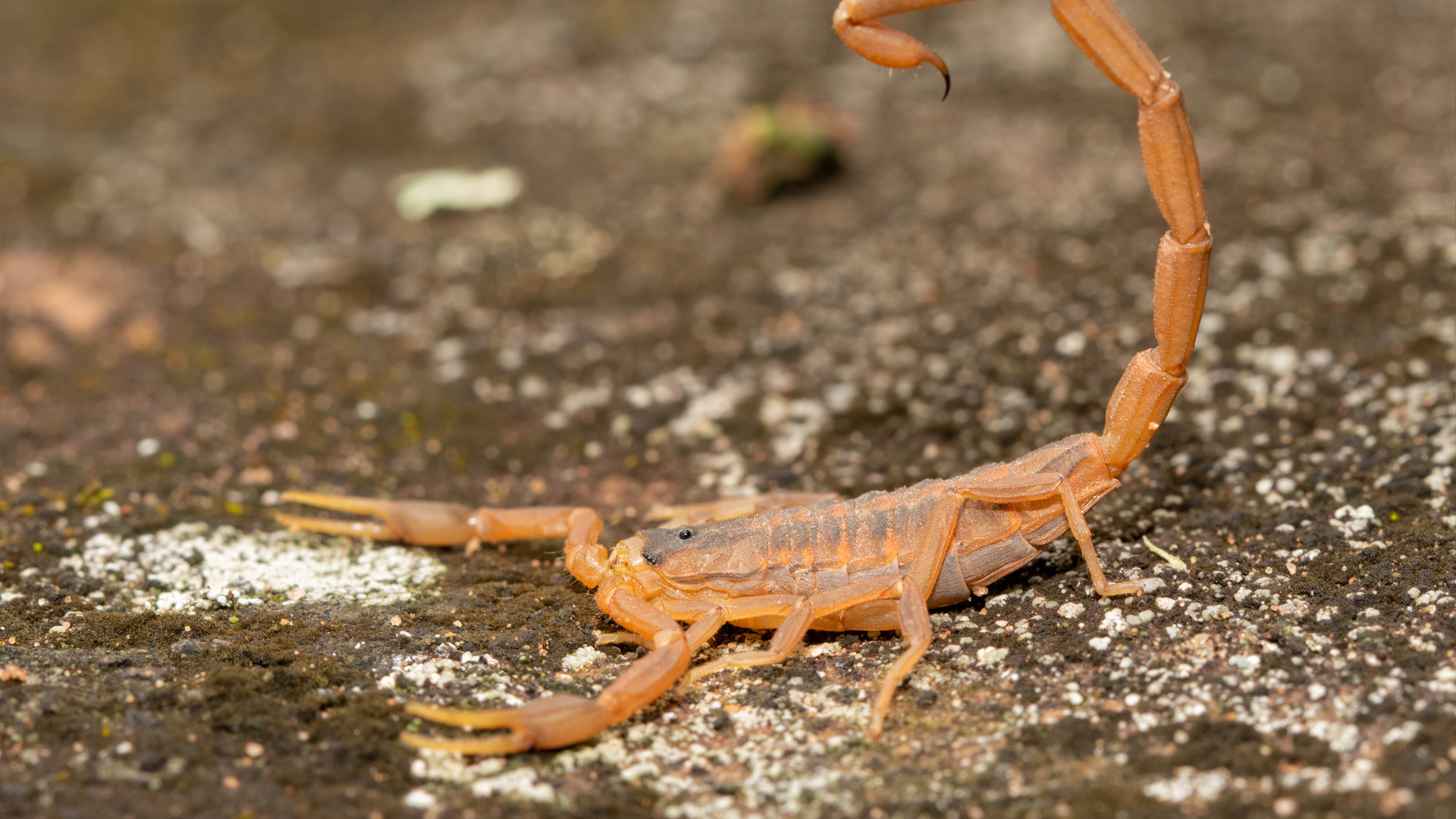 Bark scorpion stings