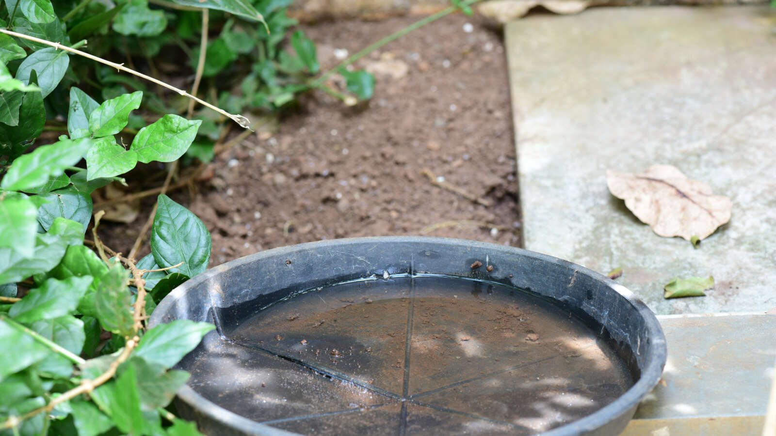 Mosquito control in Tucson