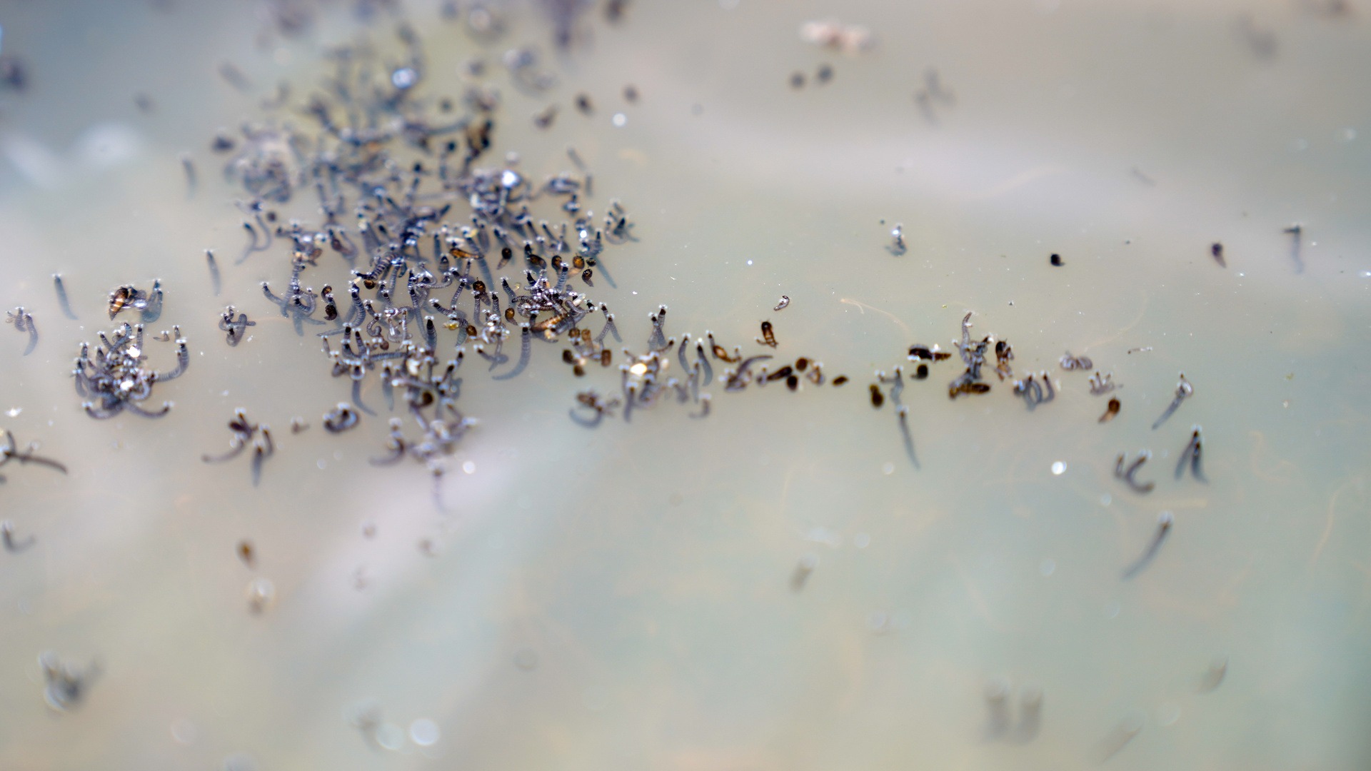 Mosquito larvae