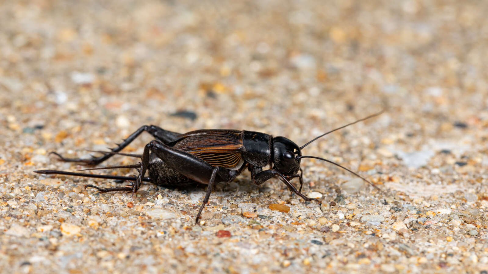 Field cricket