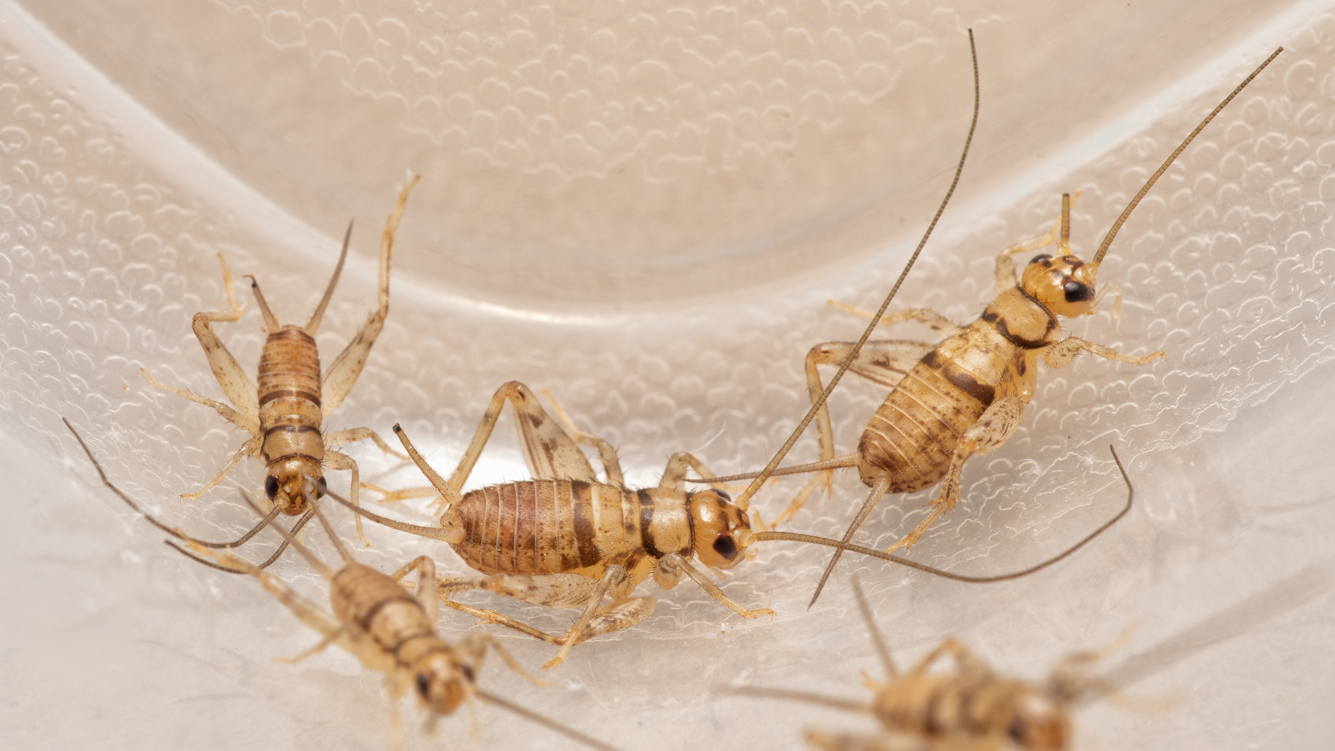 House cricket