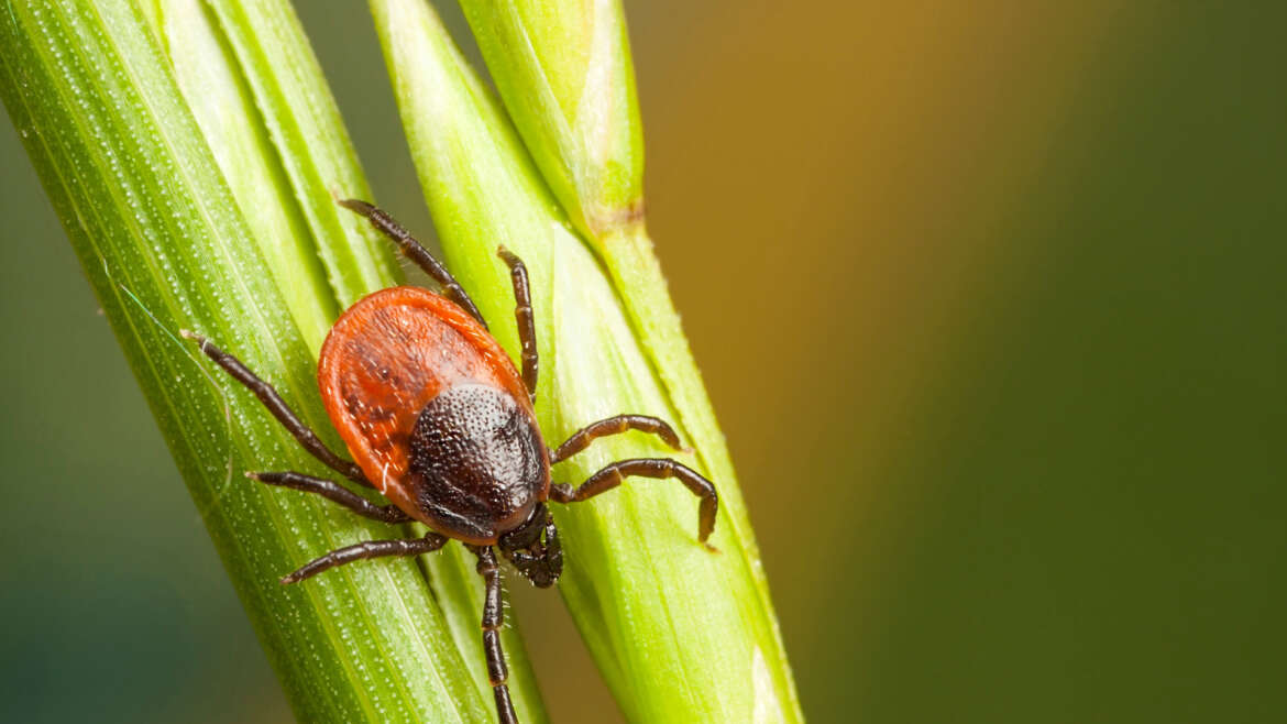 Ticks on lawn