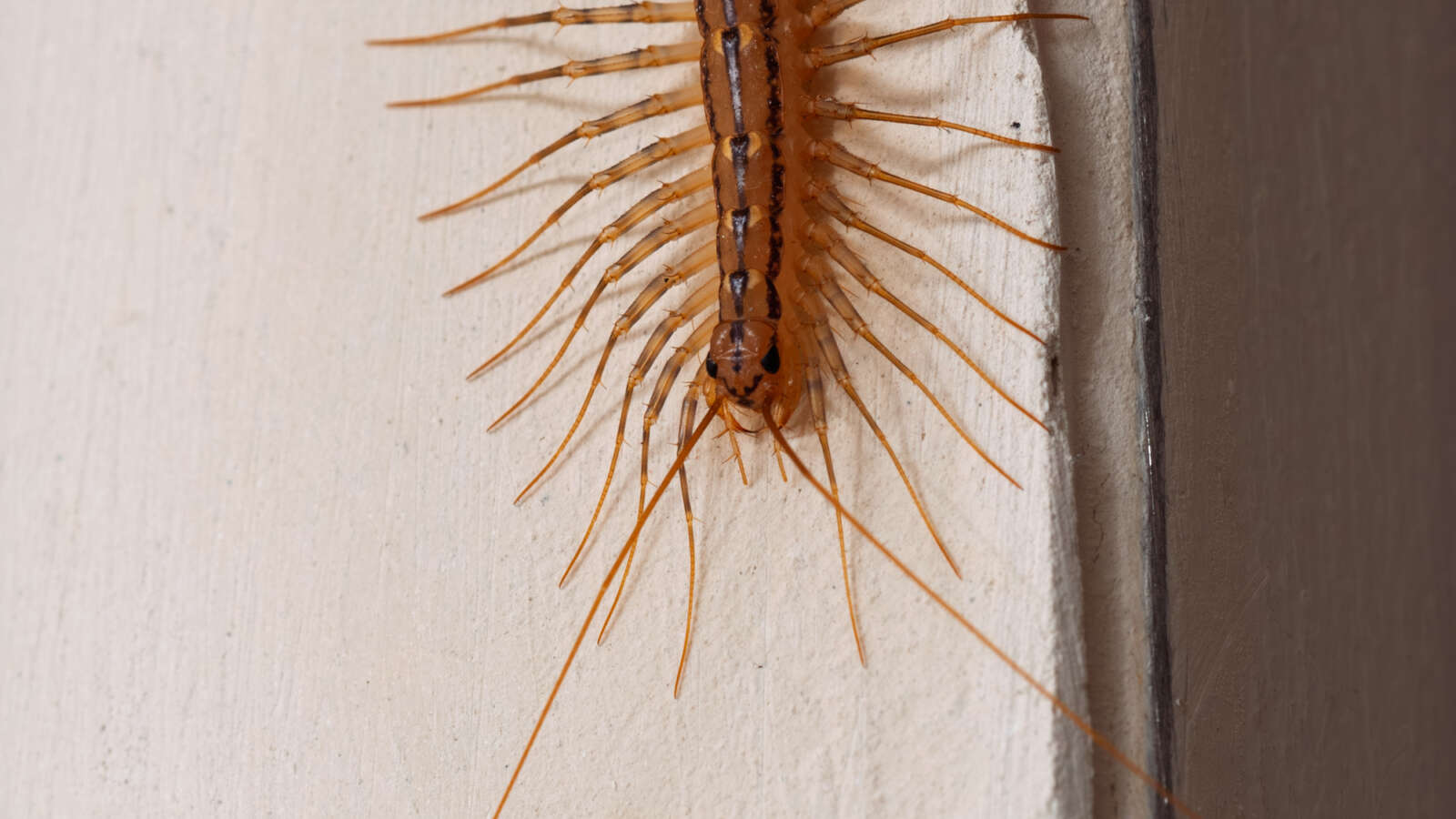House centipede