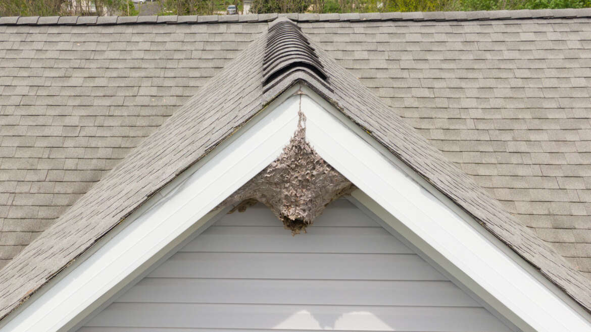 Paper wasp nest on Tucson home