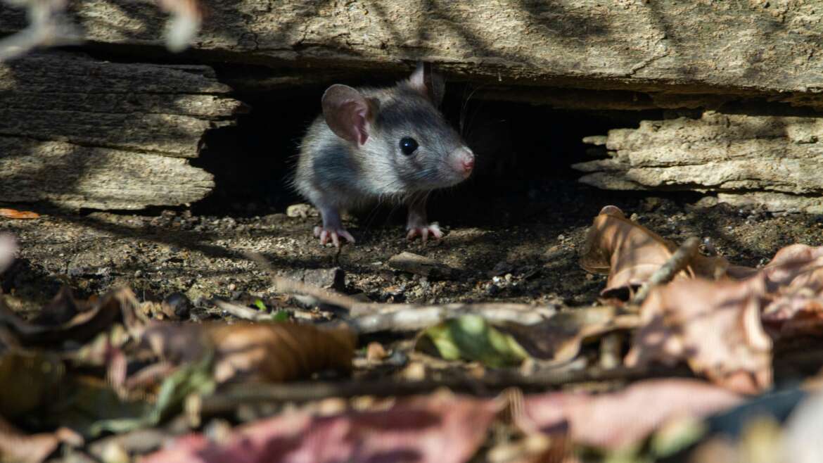 Mouse digging through walls