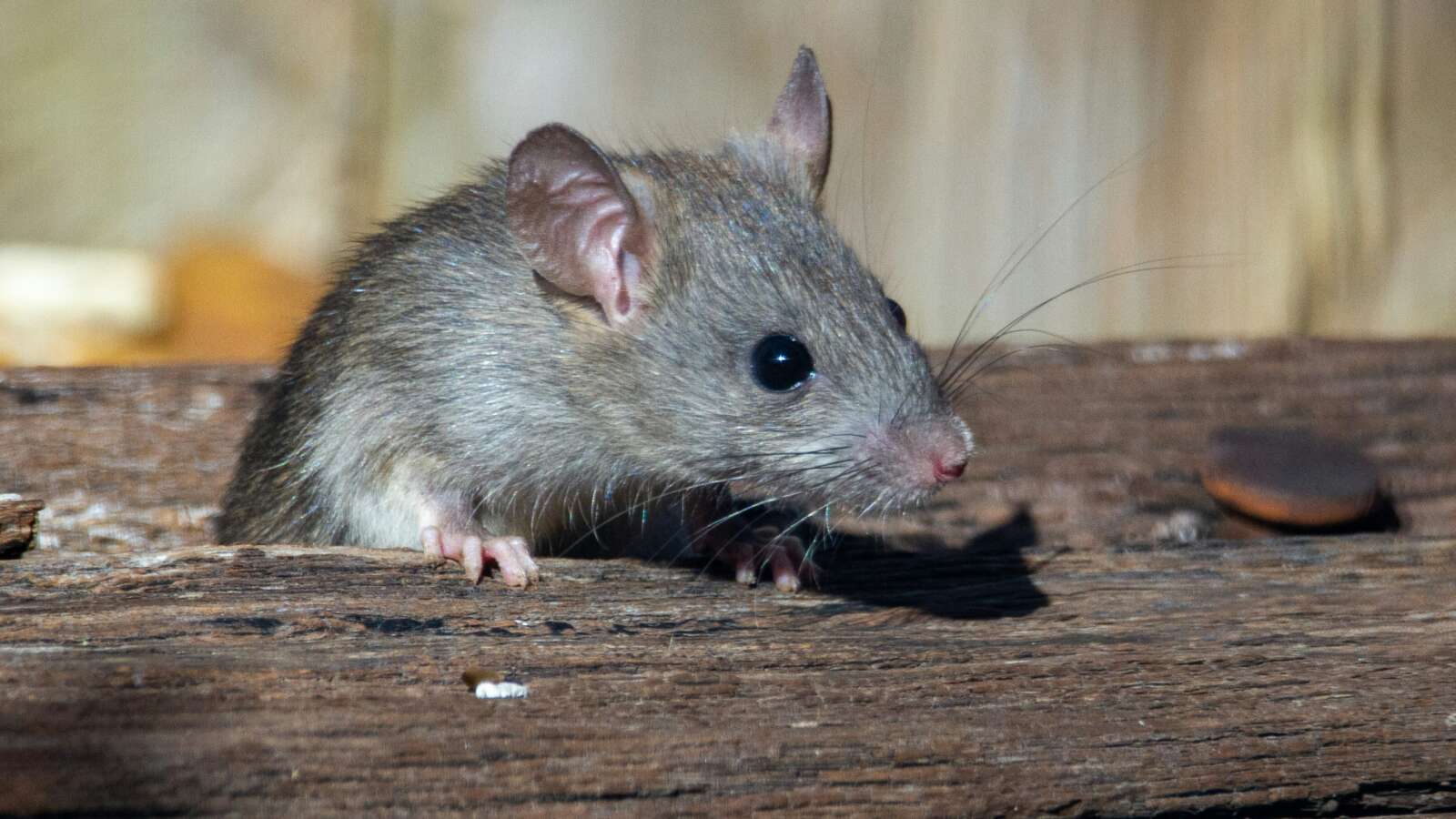 Mouse-eating-home
