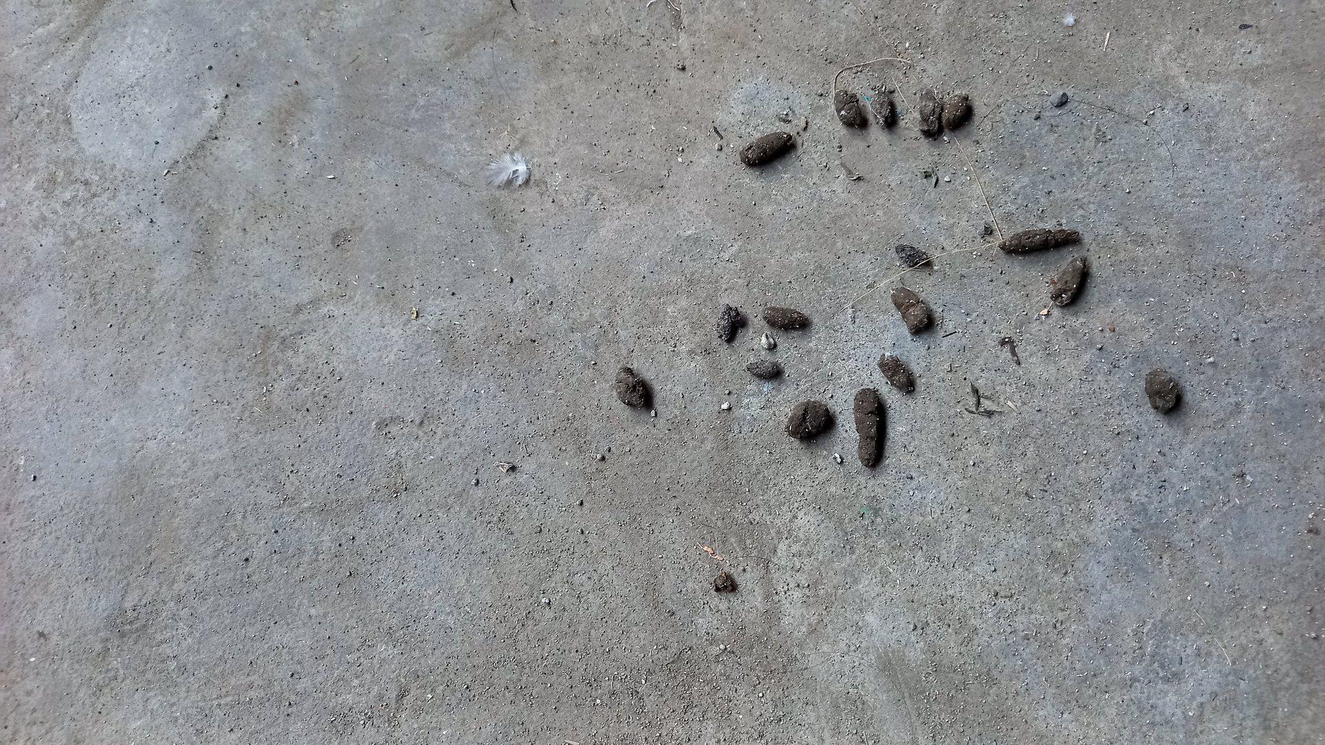 Mice droppings