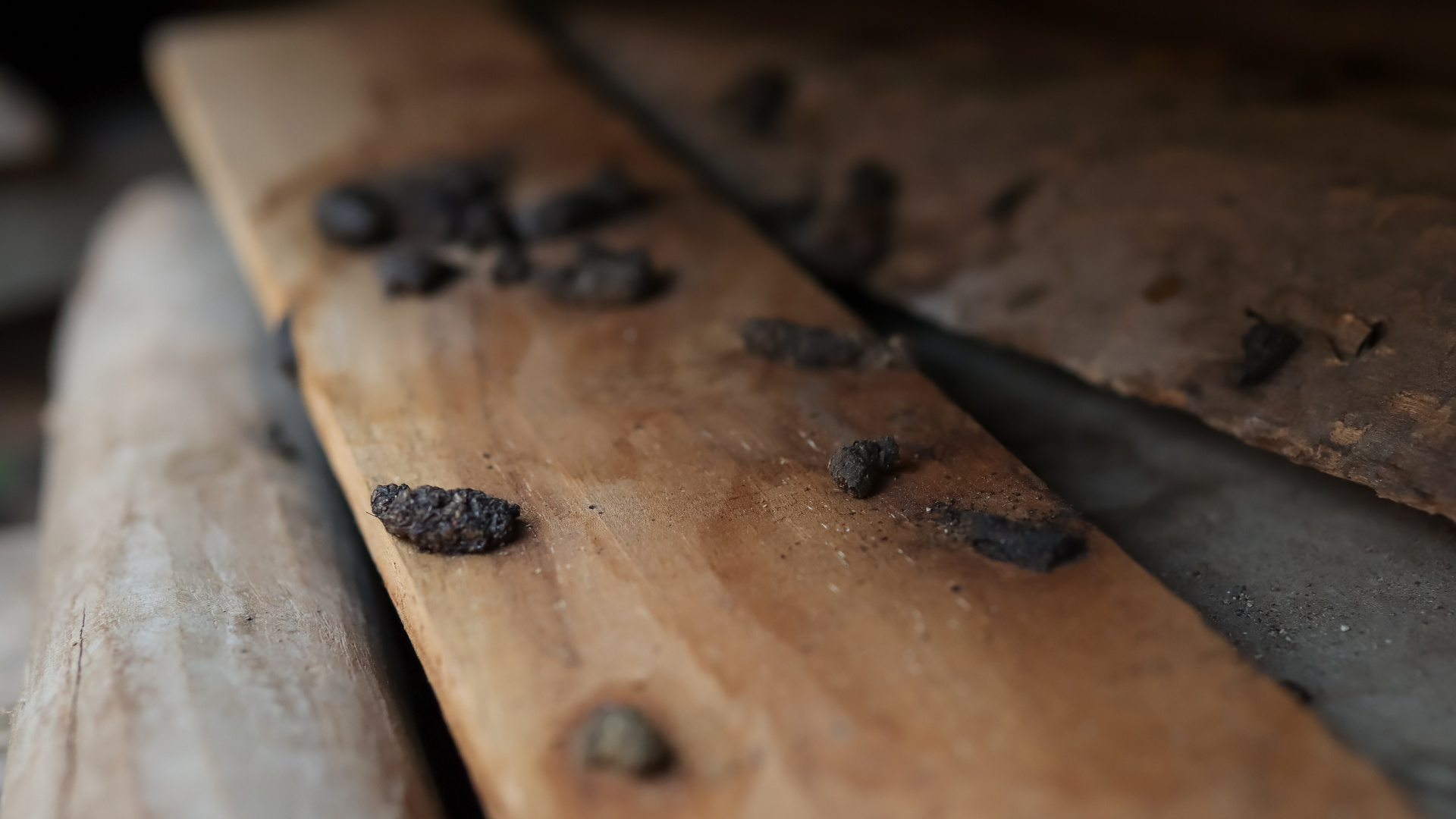 Rodent droppings