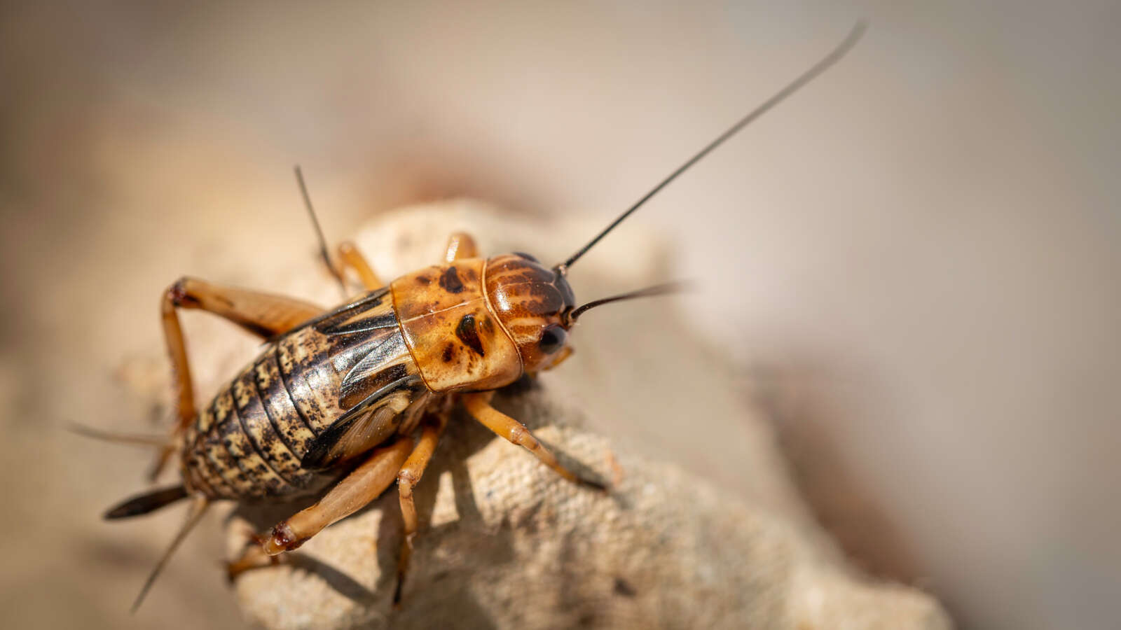 Cricket in the house